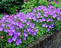 Campanula carpatica